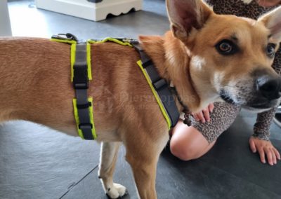 Anny-X tuig hond Protect zijkant AnnyX Hondentuig
